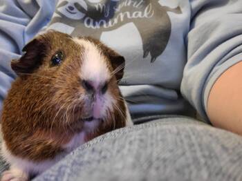 Rescue Short Haired Guinea Pigs for Adoption in Wellington, Colorado - Bailey | PetCurious